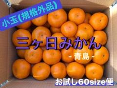 《小玉サイズ》三ヶ日みかん 青島 農家直送
