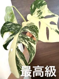 最上級斑入り　極上美株3葉付き 斑入りモンステラ　ボルシギアナ　ホワイトタイガー 斑入りモンステラ 極上3葉付きトップカット ボルシギアナ
