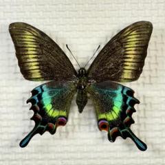 蝶標本　北海道産　極美麗ミヤマカラスアゲハ春型♂ 飼育完品⭐️マイコレに‼️最安値⭐️ 蝶標本 北海道産 極美麗ミヤマカラスアゲハ春型♂ 飼育完品