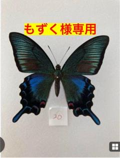 もずく様専用 標本蝶 3頭セット - メルカリ