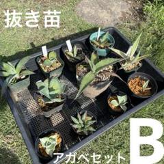 2025年最新】フェロックス錦の人気アイテム - メルカリ