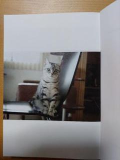 今日も一日きみを見てた 猫目線と飼い主のエッセイ集 涙ありも微笑ましい物語