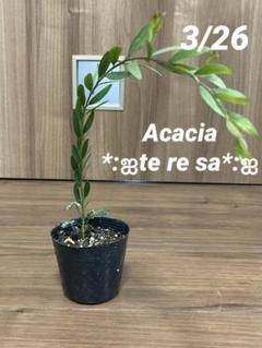 2024年最新】ミモザ 鉢植えの人気アイテム - メルカリ