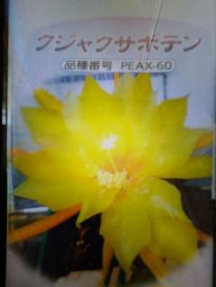 [祝^_^評価6000突破セール♫]富貴蘭　公主(濃色ピンク花の三蝶咲き種)割子 祝^_^評価6000突破セール♫]富貴蘭 竹取物語(青軸素心の超濃色