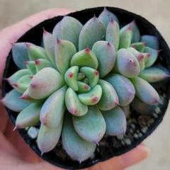 ⭐️ローズガーネット×コロラータアテマハック⭐️ファームパルク 多肉 寄植 ⭐️ローズガーネット×コロラータアテマハック⭐️ファーム