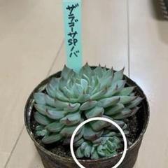 多肉植物 エケベリア おらいさん苗 ザラゴーサspノバ ⑤ 子株付き 2025年最新】ザラゴーサSPノバの人気アイテム - メルカリ
