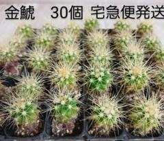 【専用出品】サボテン　エキノカクタス　金鯱　小苗　160個+20個 専用出品】サボテン エキノカクタス 金鯱 小苗 160個+20個