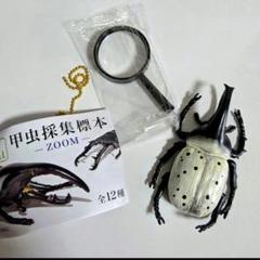 2025年最新】グラントシロカブト 標本の人気アイテム - メルカリ