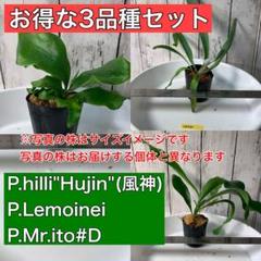 ビカクシダ ホワイトギズモ ◇リドレイ胞子おまけ付き