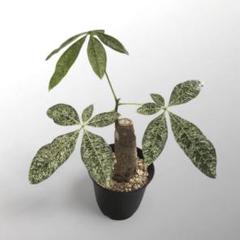 ★パキラ・ミルキーウェイ★接ぎ木タイプ パキラ ミルキーウェイ 接ぎ木🥛 | ブログ | 兵庫県三宮の花屋