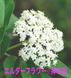 エルダーフラワーの中古 未使用品 メルカリ