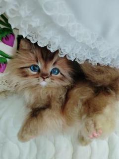おしゃぶり♡おねむ子猫ちゃん♡ベビー♡アートドール♡ぬいぐるみ♡スタイ♡ 生後10日♡茶子猫ちゃん♡お世話セット♡アートドール