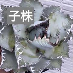 アガベ チタノタ 白爪 ホワイトファング dennis ikori アガベ チタノタ 白爪 ホワイトファング dennis ikori