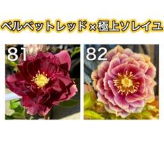 【専用】クリロー1年苗3種　♀ソレイユ　×  ♂濃厚レッドオーレアリバーシブル他 専用】クリロー1年苗3種 ♀ソレイユ × ♂濃厚レッドオーレア