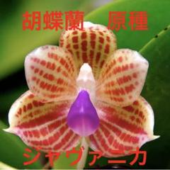 2025年最新】胡蝶蘭の原種の人気アイテム - メルカリ