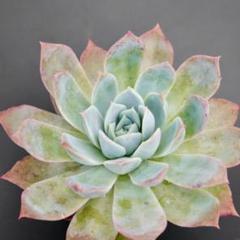 リンゼアナセット❤️ 楽天市場】エケベリア リンゼアナの通販