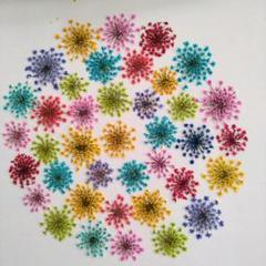レースフラワー　押し花⑤