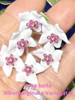 鉢花 518 Hoya bella 'AlbomarginataVariegata' 518 Hoya bella 'AlbomarginataVariegata' - メルカリ