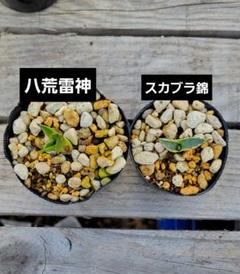最終値引き〜アガベ　スカブラ縞斑　スカブラ錦 親株非売　子株販売 アガベ 専用 スカブラ縞 （アガベ スカブラショートリーフ縞斑