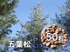 ￼朝鮮五葉松　殻付き松の実2キロその他 朝鮮五葉松 殻付き松の実 2キログラム+