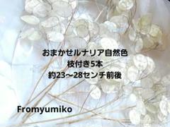 ハンドメイドドライフラワー枝付自然色ルナリア5本約23～28センチ前後