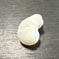 希少☆ イシカブラ 貝殻 標本 巻貝 ケオン 石 天然石 化石　鉱物　珊瑚礁　貝 Amazon.co.jp: イシカブラ 貝殻 標本 巻貝 ケオン 石 天然石