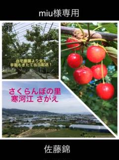 miu様専用 佐藤錦