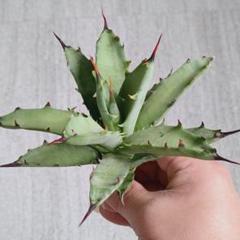 も*も様 A004 特選 アガベ 多肉植物 排棘八荒殿 雷神 極上大株