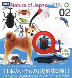 Nature of Japan 日本のいきもの 2 ヤエヤマセマルハコガメ