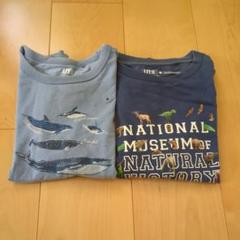 アメリカ自然史博物館HUMAN BIOLOGY & EVOLUTION Tシャツ 2025年最新】自然史博物館 tシャツの人気アイテム - メルカリ
