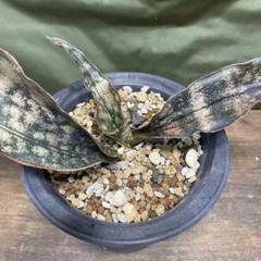 S-71 レア！ サンスベリア ブドニ Doni 鉢ごとメルカリ便発送 サンスベリア サンセベリア 観葉植物 鉢ごと発送 - メルカリ