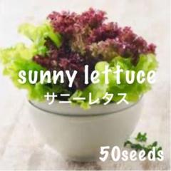 まき時! サニーレタス ドドーンっと! 種50粒!