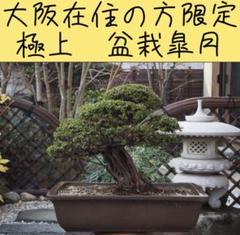 希少入手困難　皐月盆栽秘伝　若木・古木からの木づくり haniwa-bonsai_140-23700-01
