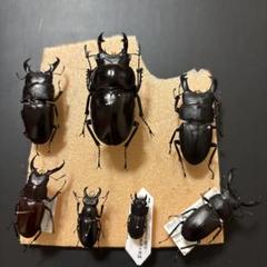 2025年最新】マルバネクワガタ 標本の人気アイテム - メルカリ