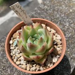 メルカリ便発送&ロウルサンコさんラベル付き☆多肉植物