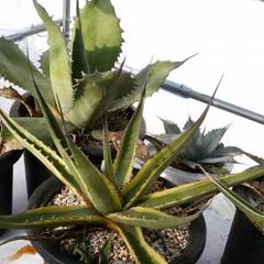 m95072808804_1.jpg?1547872296