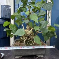 オオハマボウ　幹幅16cm 穴あき 盆栽 塊根植物 オオハマボウ幹幅16cm 穴あき 盆栽 塊根植物