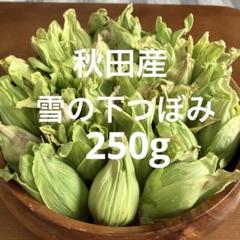 K様 北海道産ふきのとう4キロ 楽天市場】ふき（総重量（野菜）300 ～ 499g）（野菜・きのこ