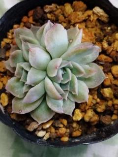 2024年最新】ルエラ 多肉植物の人気アイテム - メルカリ
