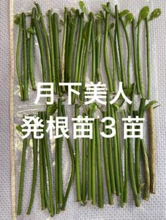 天然ダイヤモンド1.01ct Au750（げっかびじん）