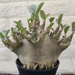 a59 アデニウム ドワーフ タコ足 塊根植物 コーデックス アラビカム g57 アデニウム ドワーフ タコ足 根上り 大型 塊根植物
