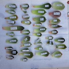2025年最新】多肉植物おらいさん苗の人気アイテム - メルカリ