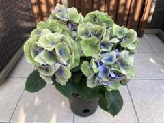福岡県鬼木様の紫陽花☆筑紫路風　寄せ植えミックス☆14号鉢☆超希少☆ 福岡県鬼木様の紫陽花☆筑紫路風 寄せ植えミックス☆14号鉢☆超