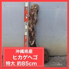 【沖縄産】　特大 ヒカゲヘゴ　ヘゴの木　① 楽天市場】（観葉植物）シダ ヒカゲヘゴ（ヘゴの木） 3〜4号
