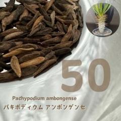 2025年最新】アンボンゲンセの人気アイテム - メルカリ