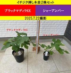 イチジク　苗木ガチャ＋シャーアンバーセット イチジク苗 シャーアンバー - メルカリ