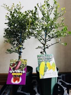フィンガーライム　3年生以上〜　50本〜　ボリュームバリューセット f-198_1-19.jpg