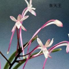 富貴蘭 赤花『朱天王』10枚葉花芽2付 風蘭 春蘭 長生蘭 東洋蘭