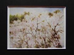 丸山しょうこ、【さくら】、希少な額装用画集より、美品、新品額装付 丸山しょうこ、【さくら】、希少な額装用画集より、美品、新品