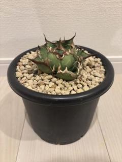 2025年最新】AGAVE シーザーの人気アイテム - メルカリ